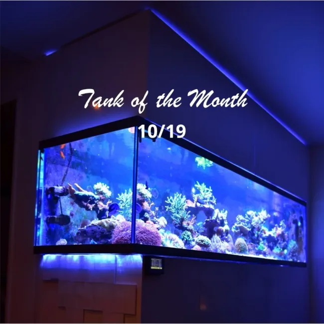 Beitragsbild TOTM Oktober19, Martin Grob