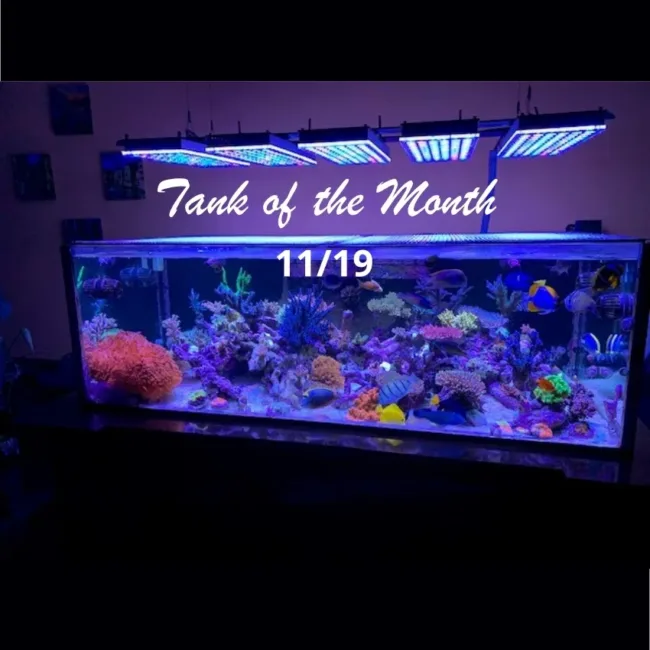 Beitragsbild TOTM Oktober19, Michael Shur