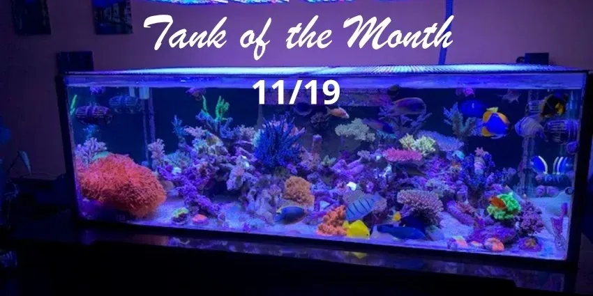 Beitragsbild TOTM Oktober19, Michael Shur