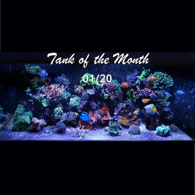 TOTM_01_20, Aquarium von Ole Ovesen