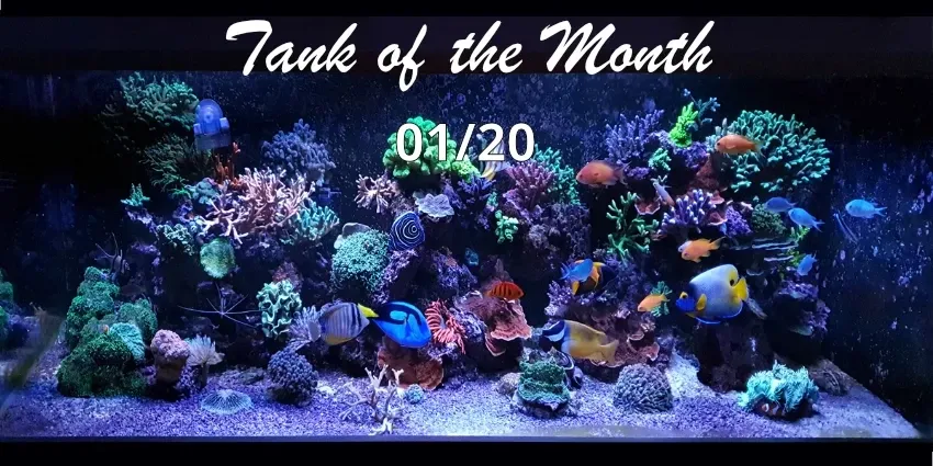 TOTM_01_20, Aquarium von Ole Ovesen