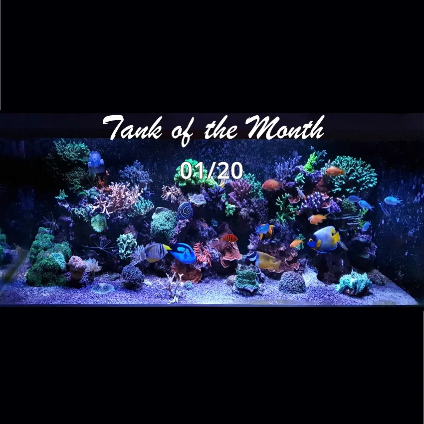 TOTM_01_20, Aquarium von Ole Ovesen