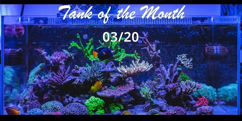 TOTM_03_20, Pedro Gomez