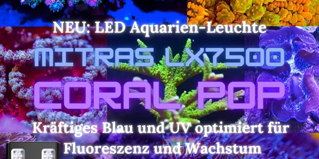 LX75SerieEinführung