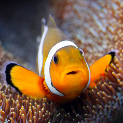 Clownfish