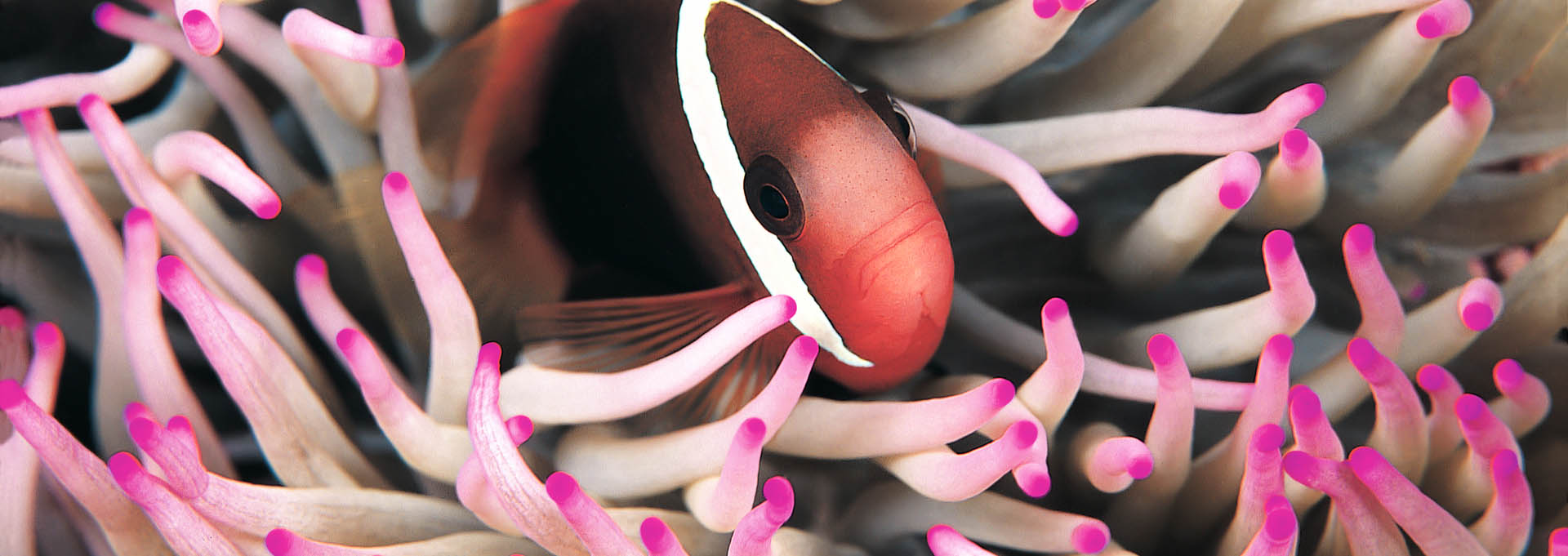 Banner_Fire-clownfish_-Amphiprion-melanopus-_1920x681