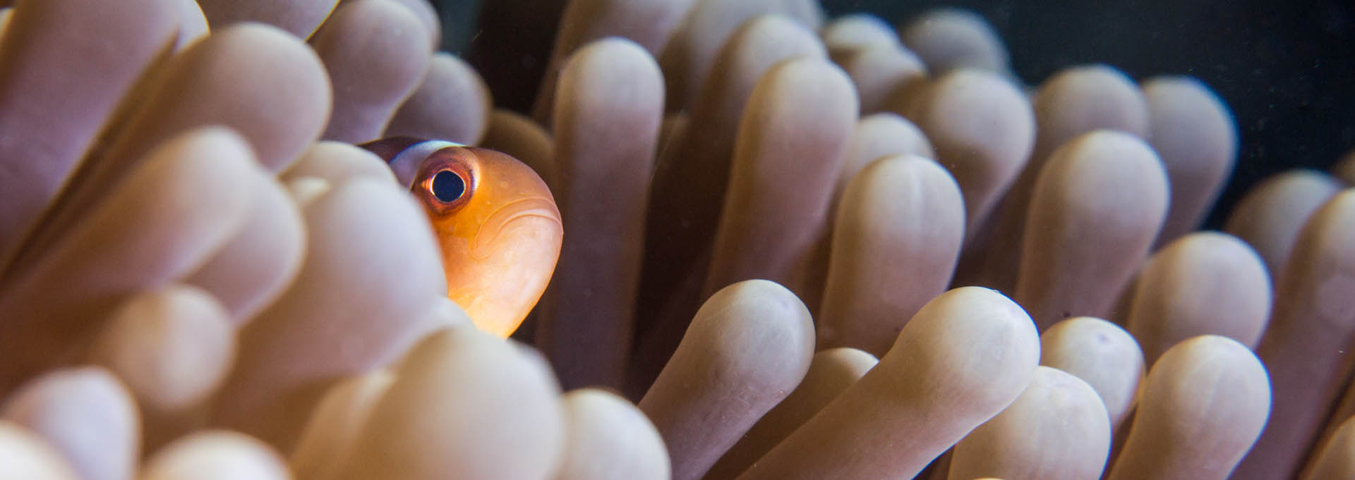 Banner_Clown-anemonefish-Amphiprion-ocellaris_1920x681