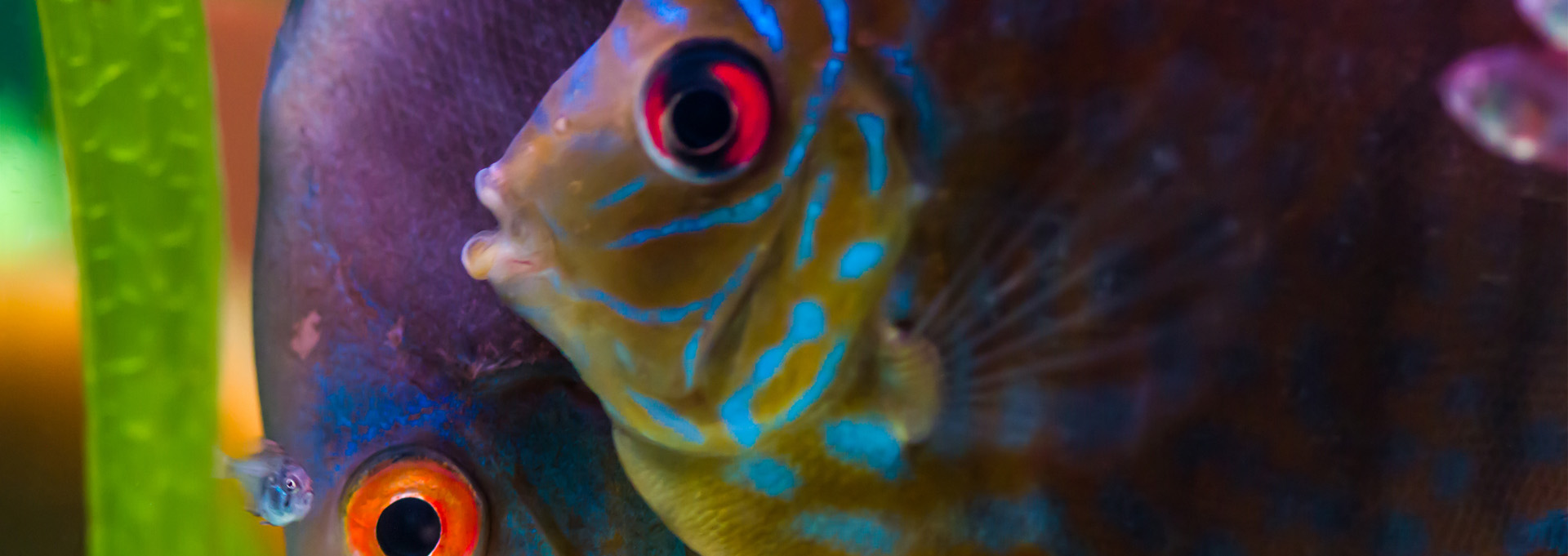 Male-and-female-discus-fish-with-baby-fish_1920x600-