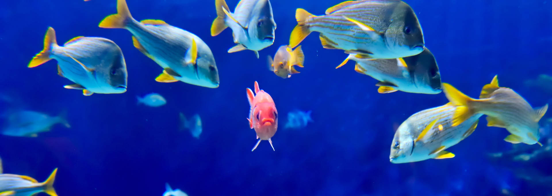 underwater-image-of-tropical-fishes_Banner