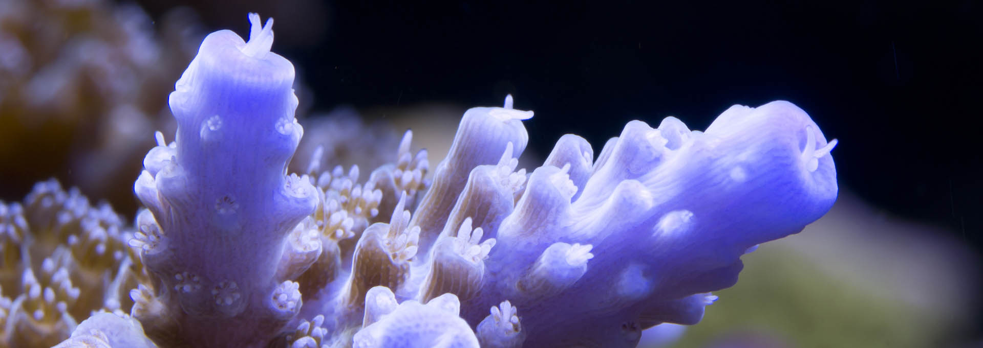 Pink-coral_Bannerbild_1920x681