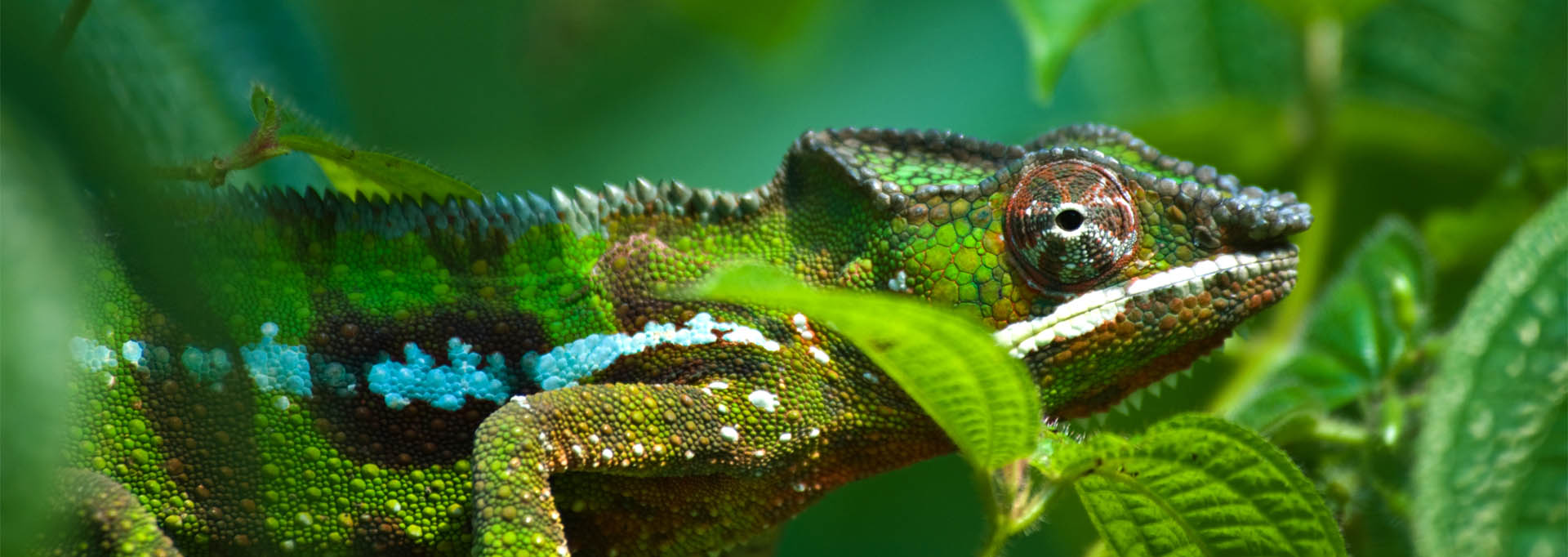Green-chameleon_1920x681
