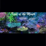 TOTM_02_20, Aquarium von Anthony Pham