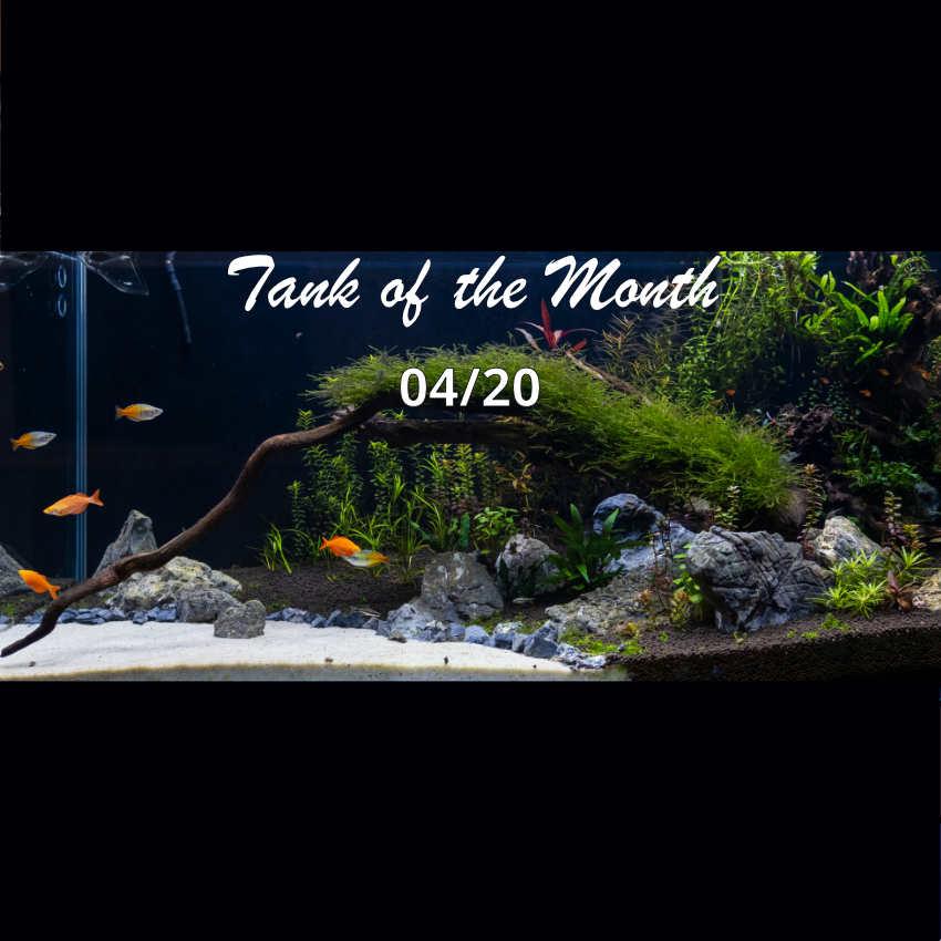 TOTM_04_20
