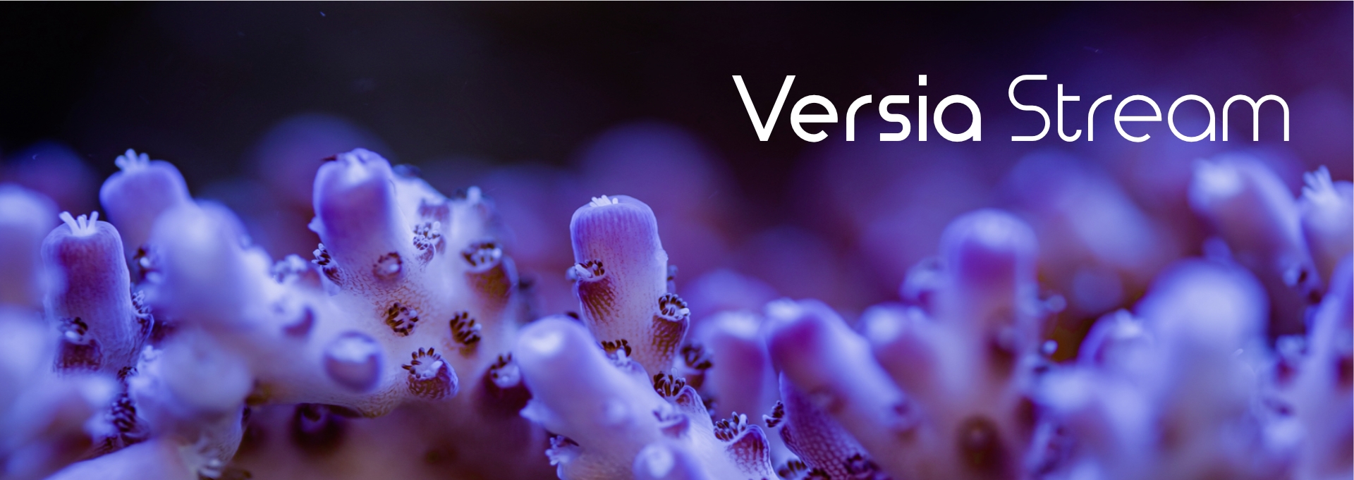 Beitragsbild-Versia-Stream