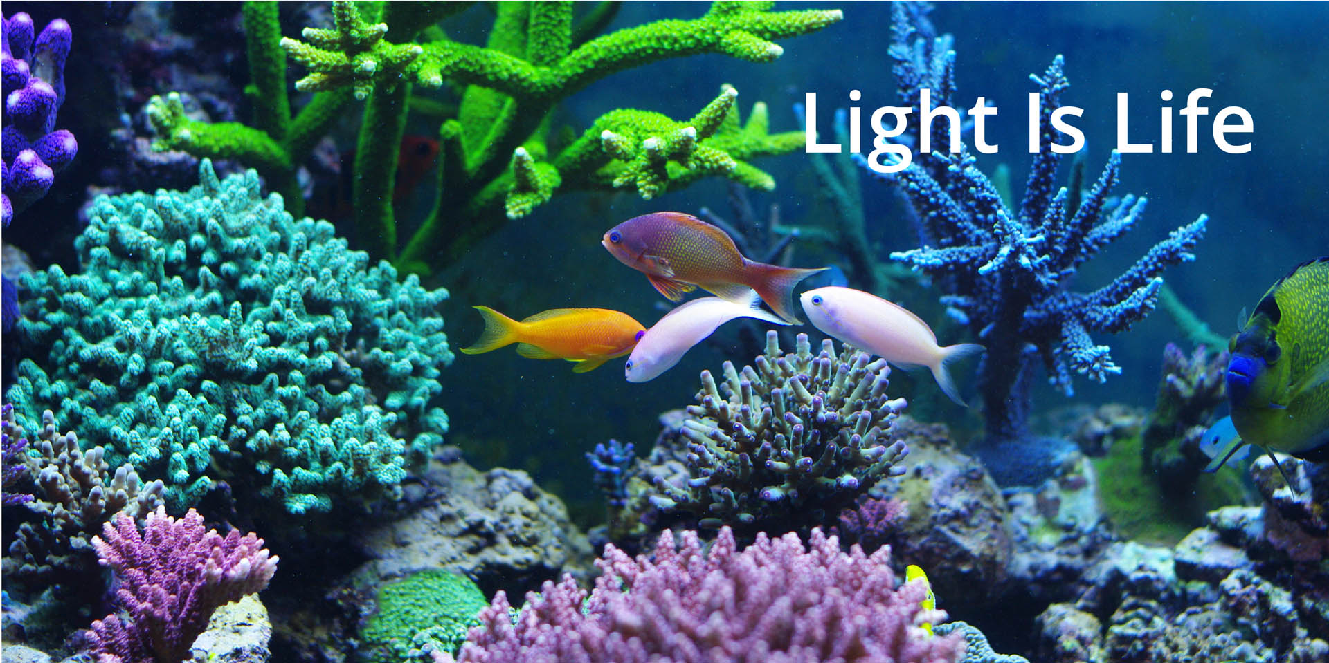 Beleuchtung_Light-is-life_Banner