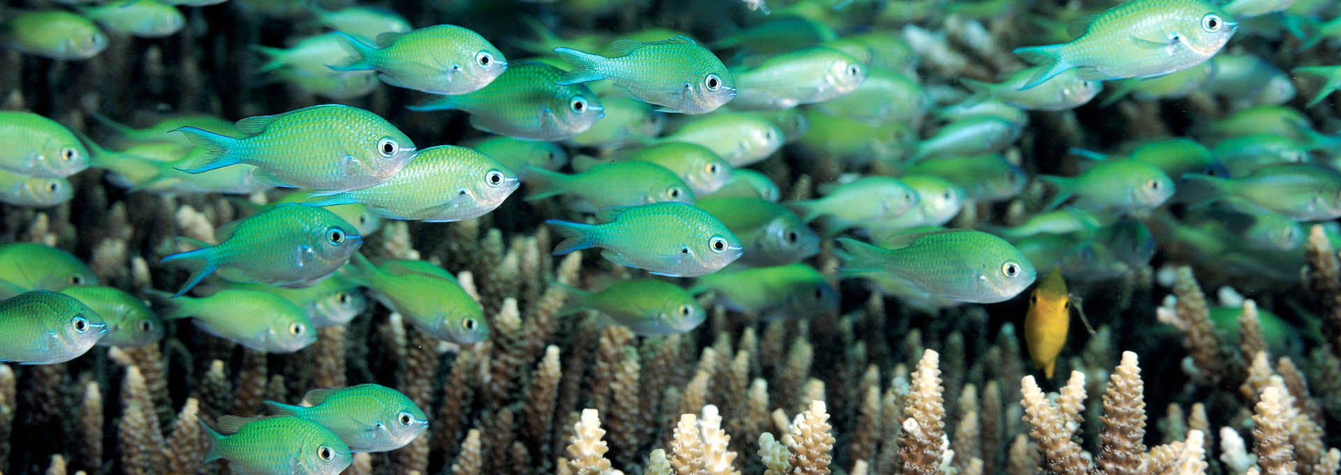 School-of-damselfish_Banner_1920x681-