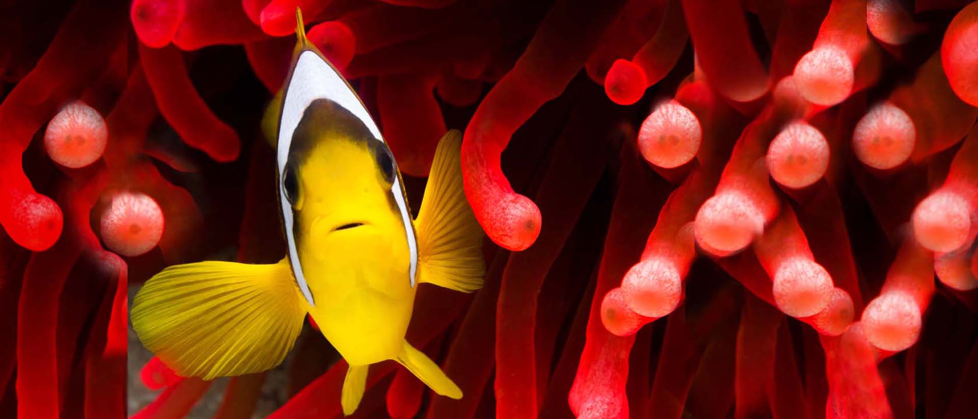 GHL Dosers. All That Fish Can Wish For.