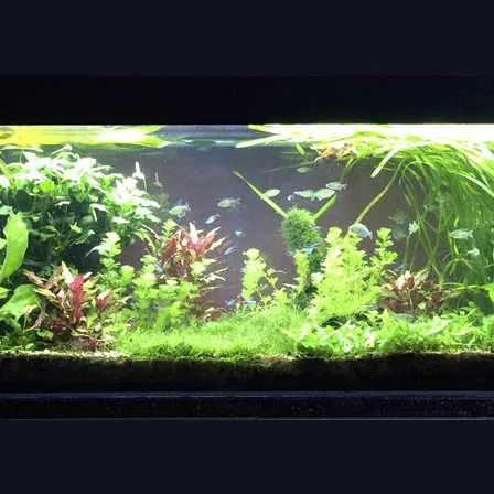 FreshwaterAQ_MitrasLB