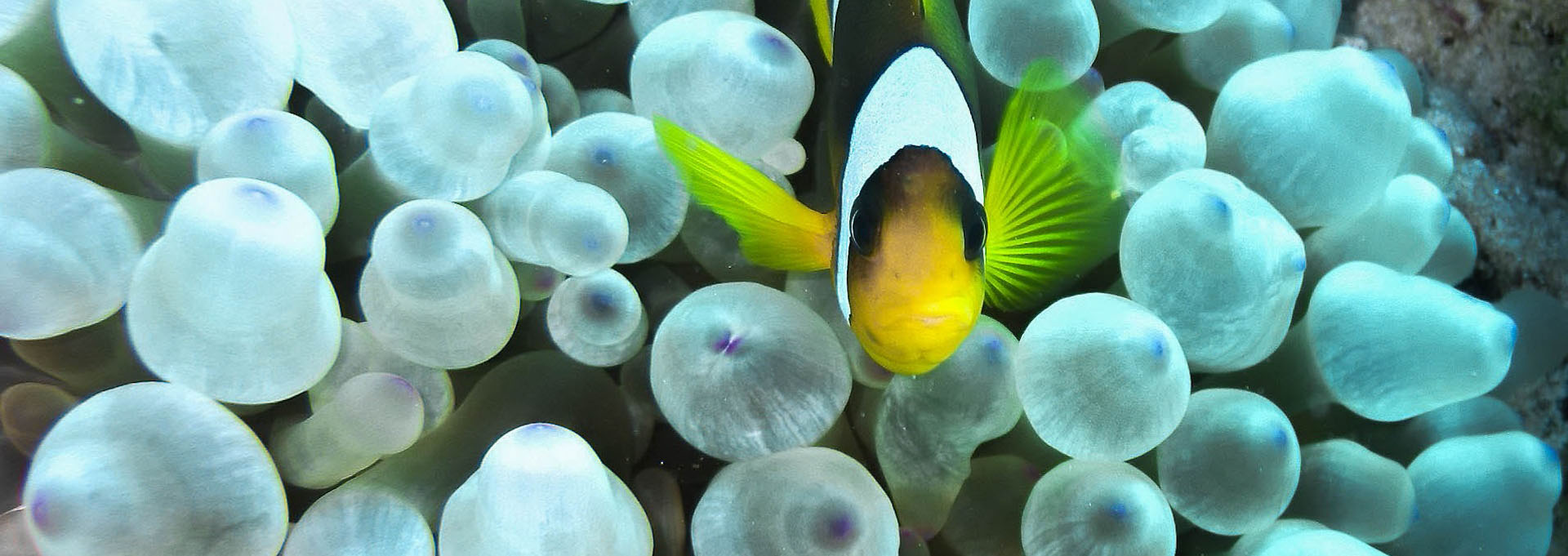 Banner_clown-fish-1920x681