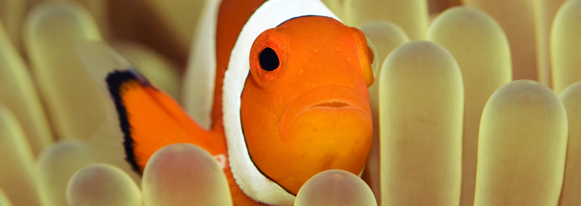 Clownfish_Banner_1920x6811