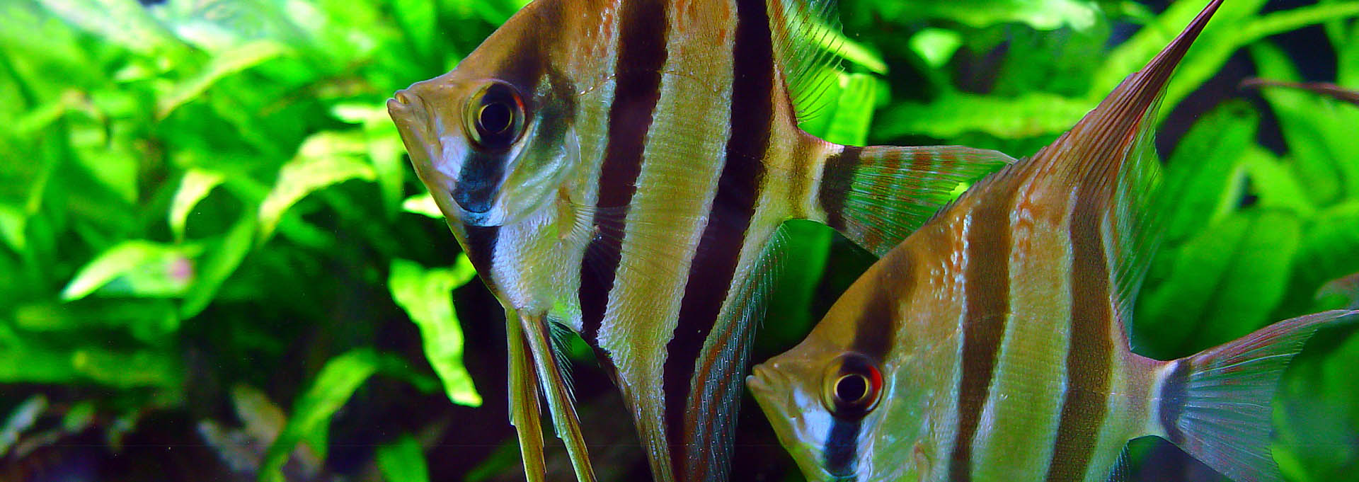 PTEROPHYLLUM-SCALARE-altum_Banner_1920x681