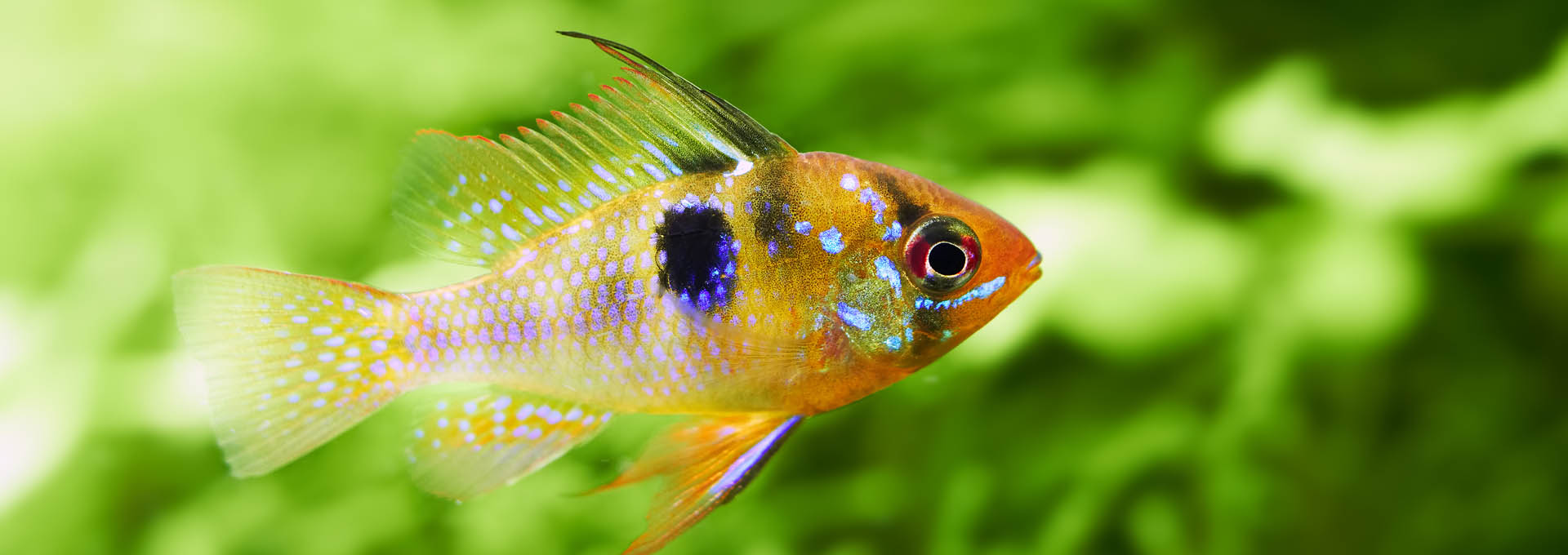 Papiliochromis-ramirezi-called-Butterfly-fish-_1920x681
