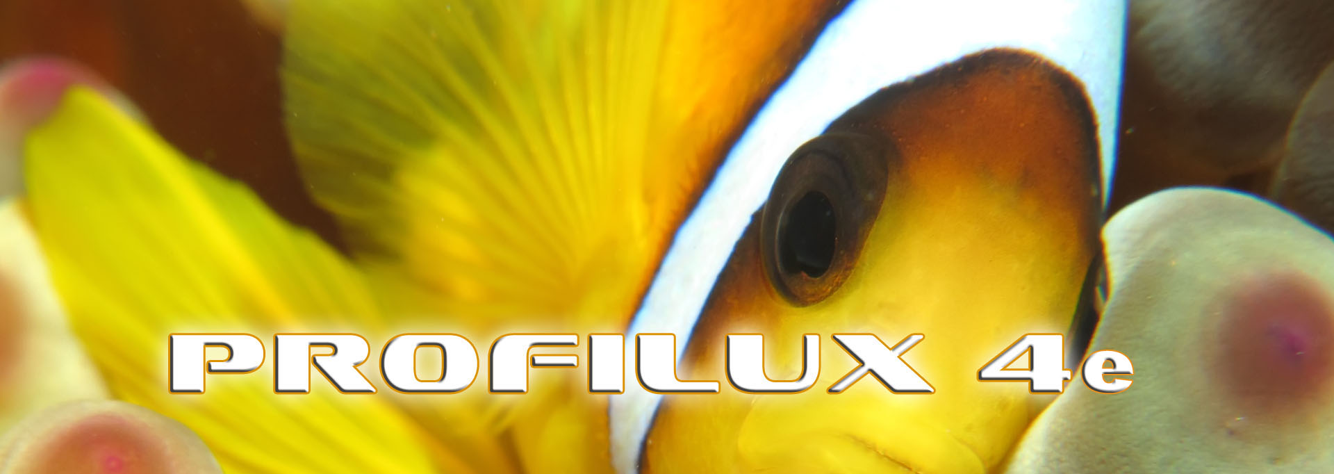 Korallen_Banner_4e_1920x681