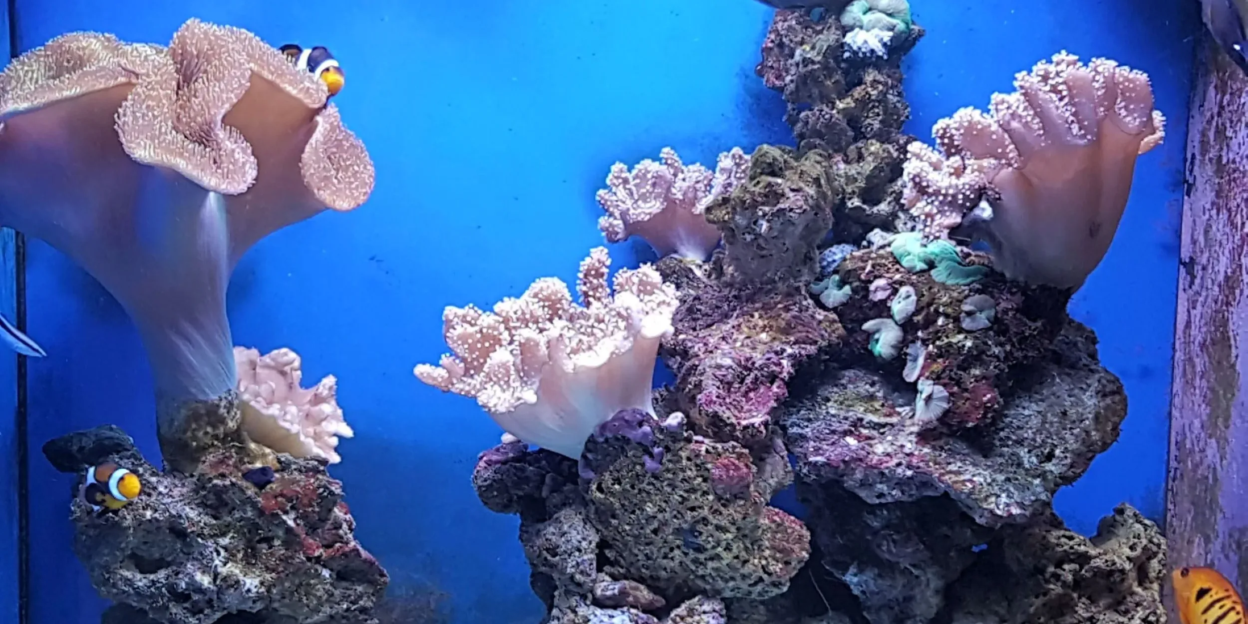 2019-03-06_5c800428e6d3f_Acuario3