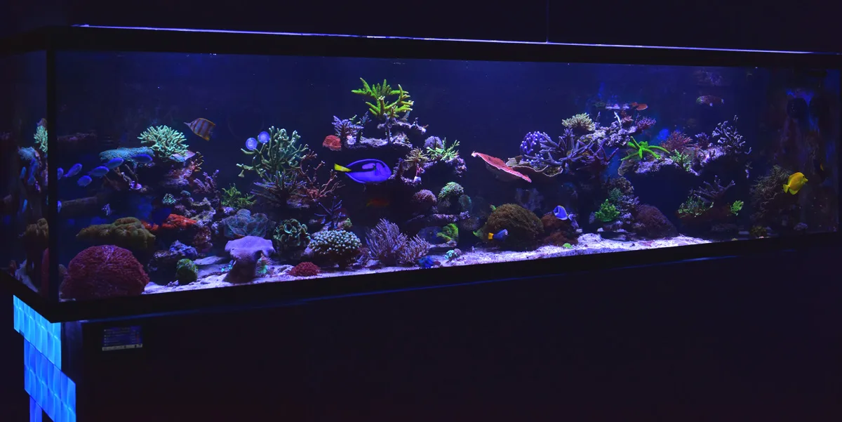 Tank-frontal_1200x601-jpg
