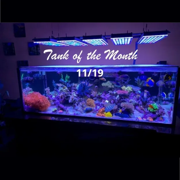 Beitragsbild TOTM November19, Michael Shur