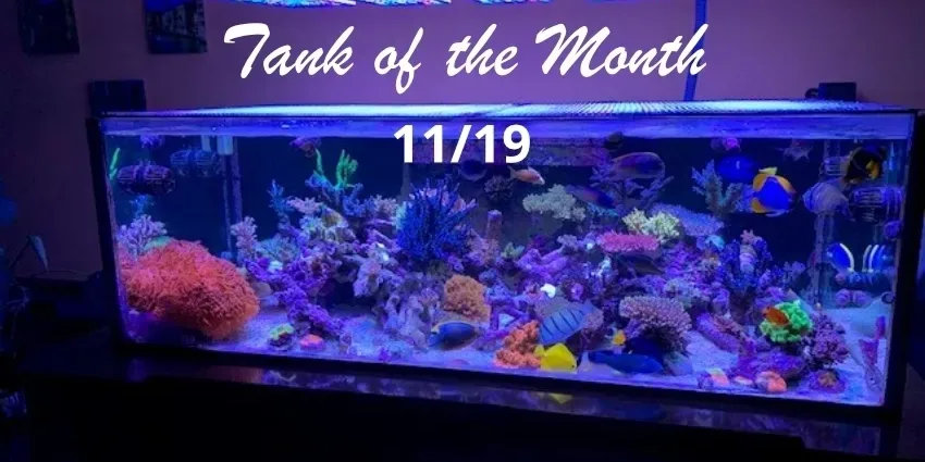 Beitragsbild TOTM November19, Michael Shur