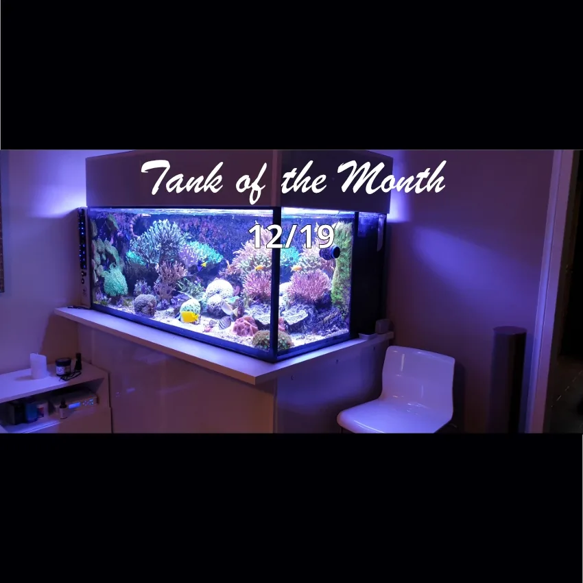 Beitragsbild TOTM December19, Janne Koskinen