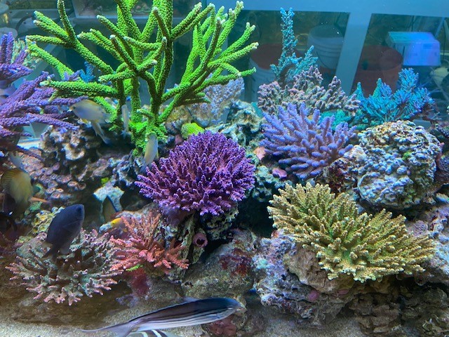 Josh's SPS Dominated 60 Gallon Reef Tank 