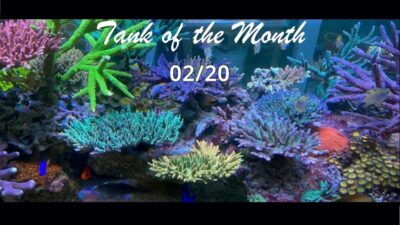 TOTM_02_20, Aquarium from Anthony Pham