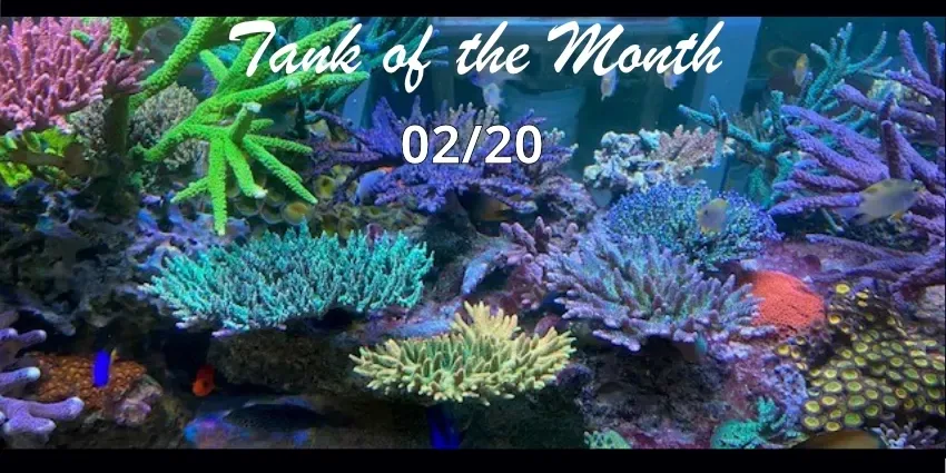 TOTM_02_20, Aquarium from Anthony Pham TOTM_02_20, Aquarium from Anthony Pham