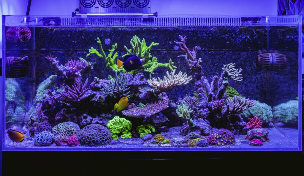 Aquarium_Front_TOTM_03_20