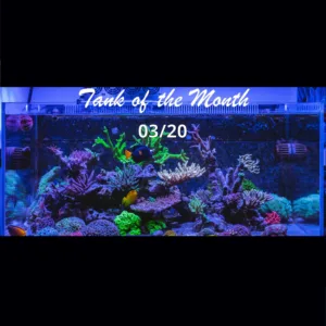 TOTM_03_20, Pedro Gomez' Island Reef