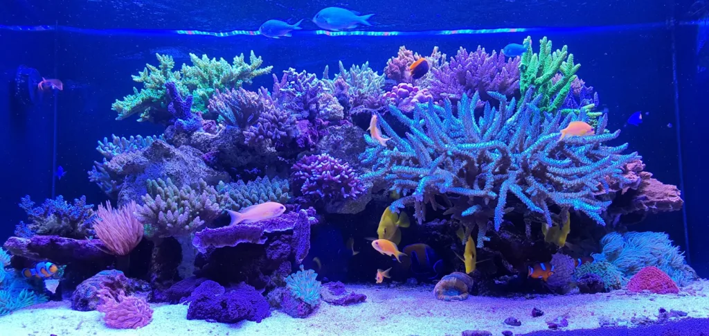 TOTM_05_20_Saltwater Tank