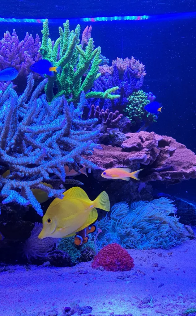 TOTM_05_20_Saltwater Aquarium