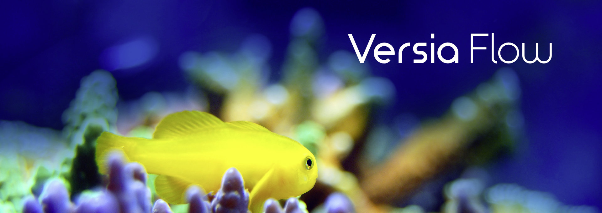 Beitragsbild-Versia-flow