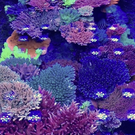 Coral under Mitras Lights_450x450