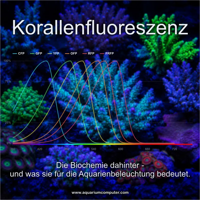 Korallenfluoreszenz entsteht durch Proteine im Korallentier selbst, die kurzwelliges Licht absorbieren und längerwellige Farben aussenden – unabhängig von den symbiotischen Algen der Koralle. Verschiedene fluoreszierende Proteine benötigen unterschiedliche Anregungswellenlängen: Blaues Licht regt Grün und Cyan an, während orange und rote Proteine grün-gelbes Licht brauchen. Die Mitras LX8 von GHL bietet zwölf einstellbare Kanäle von nahem UV bis Hyperred und ermöglicht so eine maßgeschneiderte Beleuchtung, die zugleich die Fluoreszenz betont und das Korallenwachstum unterstützt.