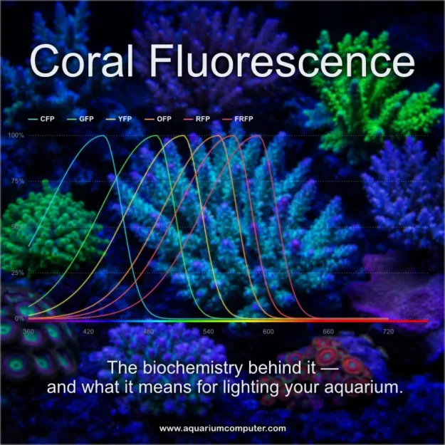 CoralFluorescenceFeaturedImage_en_850x850